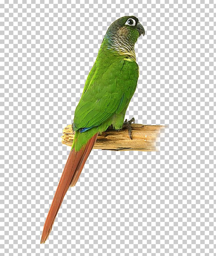 Bird Macaw Parakeet Feather Beak PNG, Clipart,  Free PNG Download