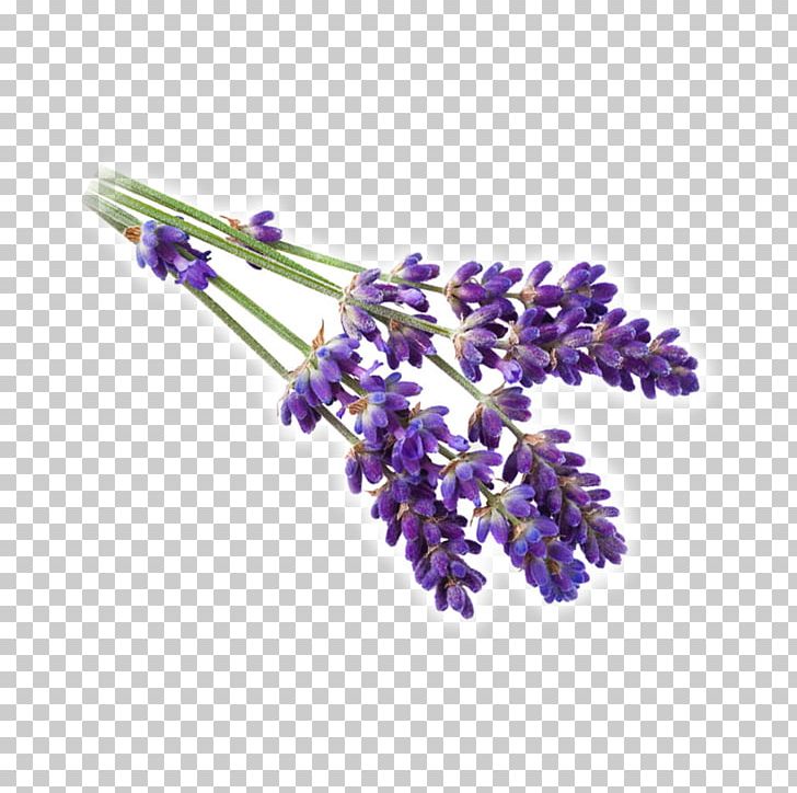 English Lavender French Lavender Rosemary Violet Flower PNG, Clipart, Beeswax, Body Jewelry, Candle, English Lavender, Floristry Free PNG Download