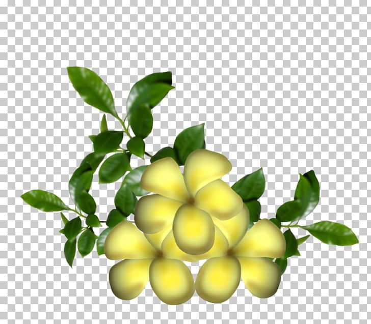 Flower Blume Png Clipart Blog Blume Branch Cicek Resimleri Citrus Free Png Download