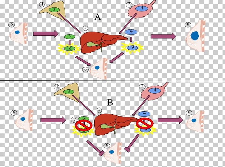 Aromatase Inhibitor Enzyme Inhibitor Mechanism Of Action Estrogen PNG, Clipart, Action, Anastrozole, Androgen, Angle, Antiestrogen Free PNG Download