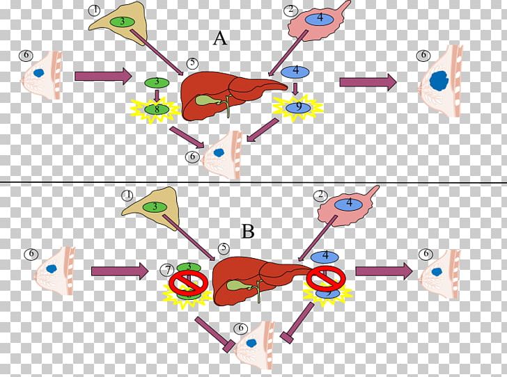 Aromatase Inhibitor Enzyme Inhibitor Mechanism Of Action Estrogen PNG ...