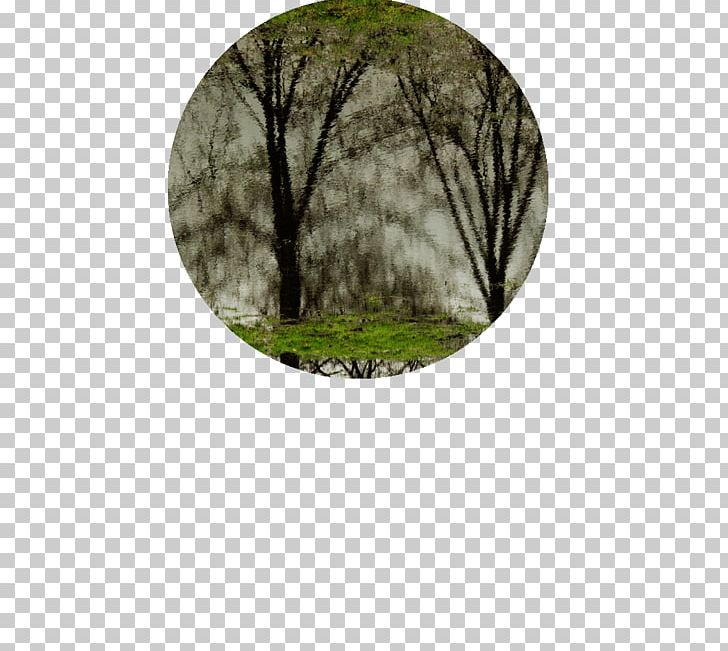 Tree PNG, Clipart, Grass, Nature, Tree Free PNG Download