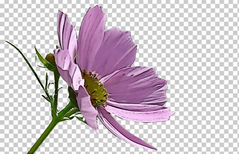 Spring Flower Spring Floral Flowers PNG, Clipart, Cosmos, Cut Flowers, Daisy Family, Flower, Flowers Free PNG Download