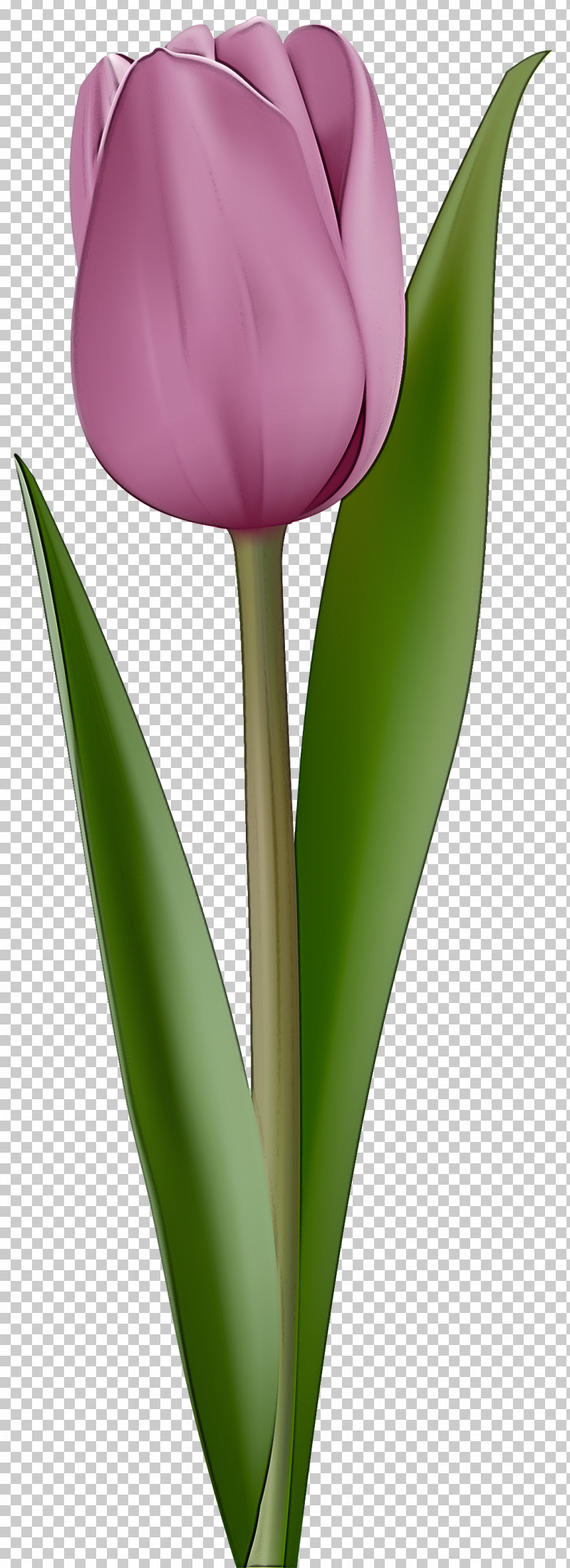 Tulip Flower Plant Petal Leaf PNG, Clipart, Cut Flowers, Flower, Leaf, Lily Family, Petal Free PNG Download