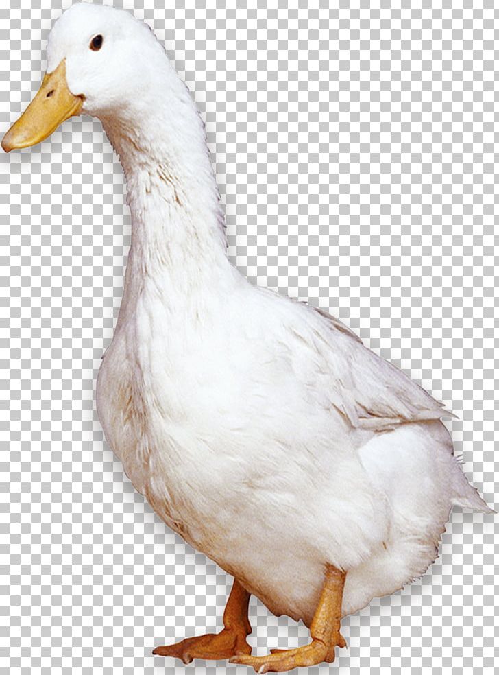 American Pekin Peking Duck Bird Domestic Goose PNG, Clipart, Animal, Animals, Background White, Beak, Black White Free PNG Download
