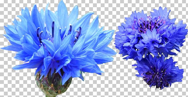 Cornflower Blue Cornflower Blue Indigo Dye PNG, Clipart, Artificial Flower, Aster, Bedding, Blue, Blume Free PNG Download