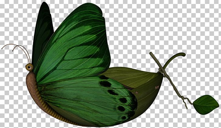 Leaf Boat PNG, Clipart, Arthropod, Boat, Brush Footed Butterfly, Butterfly, Drawing Free PNG Download