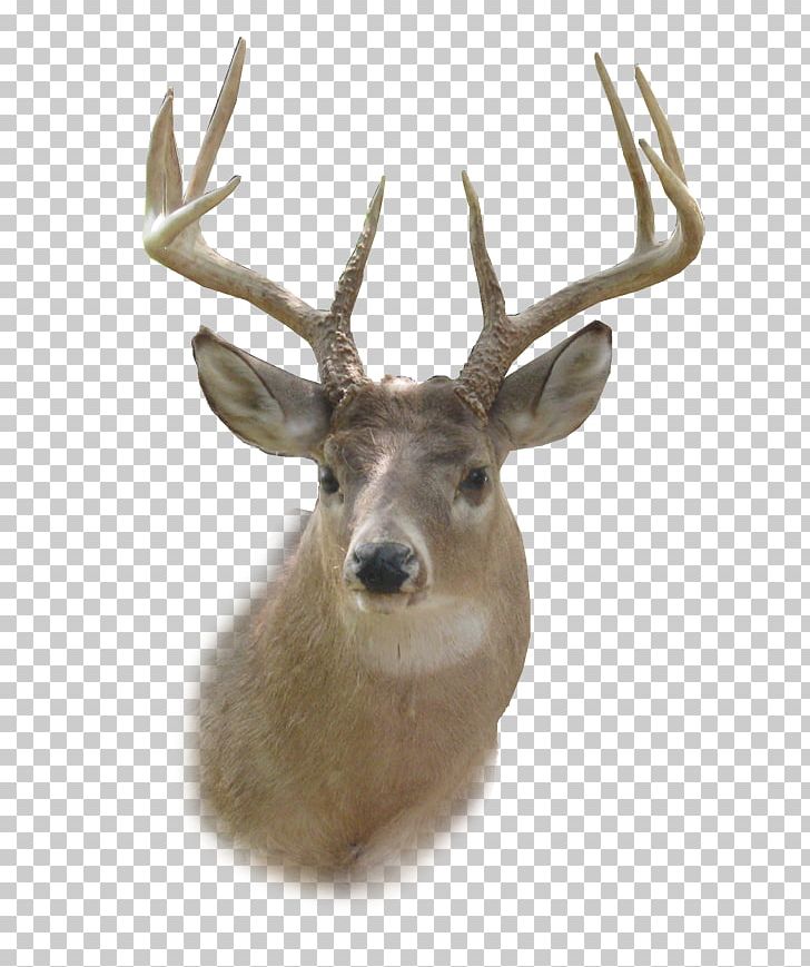 White-tailed Deer Reindeer PNG, Clipart, Animals, Antler, Clip Art, Deer, Display Resolution Free PNG Download