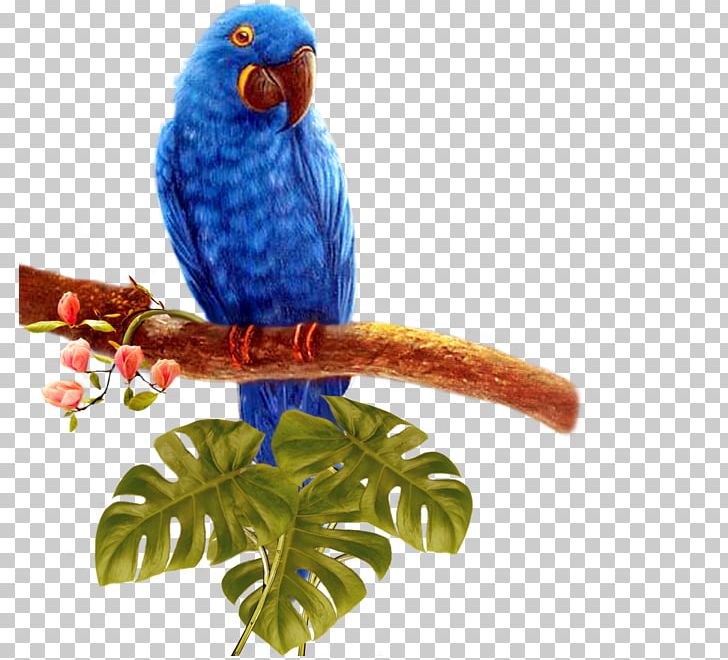 Bird Parrot PNG, Clipart, Android, Animal, Animals, Beak, Blue Free PNG Download