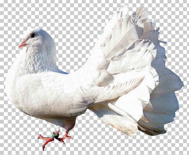 Columbidae Bird PNG, Clipart, Beak, Bird, Birds, Columbidae, Computer Icons Free PNG Download