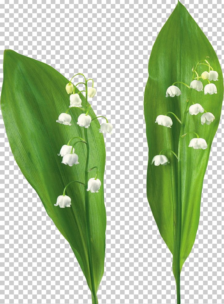 Flower Plant Lily Of The Valley PNG, Clipart, Clip Art, Desktop Wallpaper, Flower, Grass, Leaf Free PNG Download