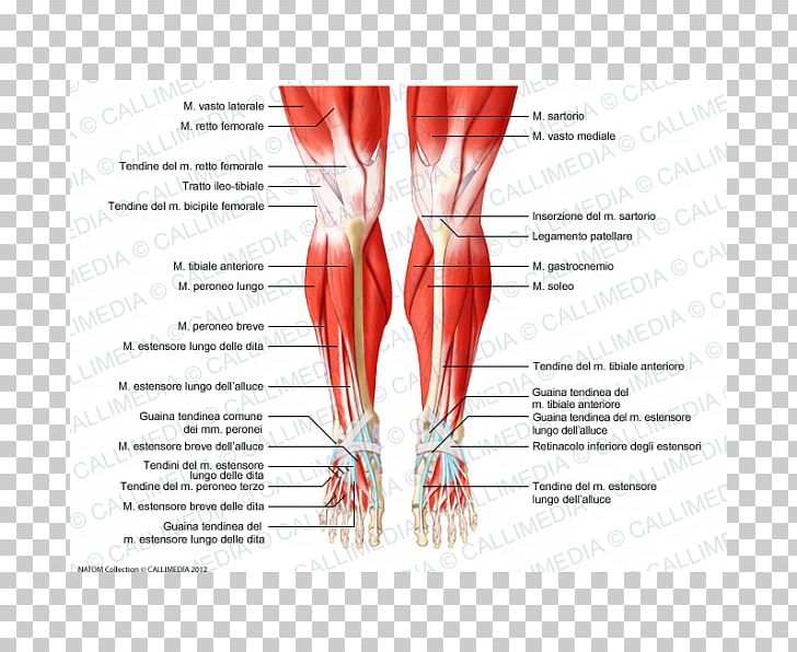 Knee Muscle Human Anatomy Muscular System PNG, Clipart, Abdomen, Anatomy, Arm, Biceps Femoris Muscle, Blood Vessel Free PNG Download