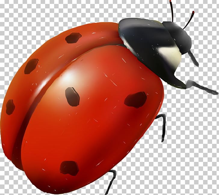 Ladybird Insect Red Cartoon PNG, Clipart, Animation, Beetle, Coccinella, Coccinella Septempunctata, Decorative Free PNG Download