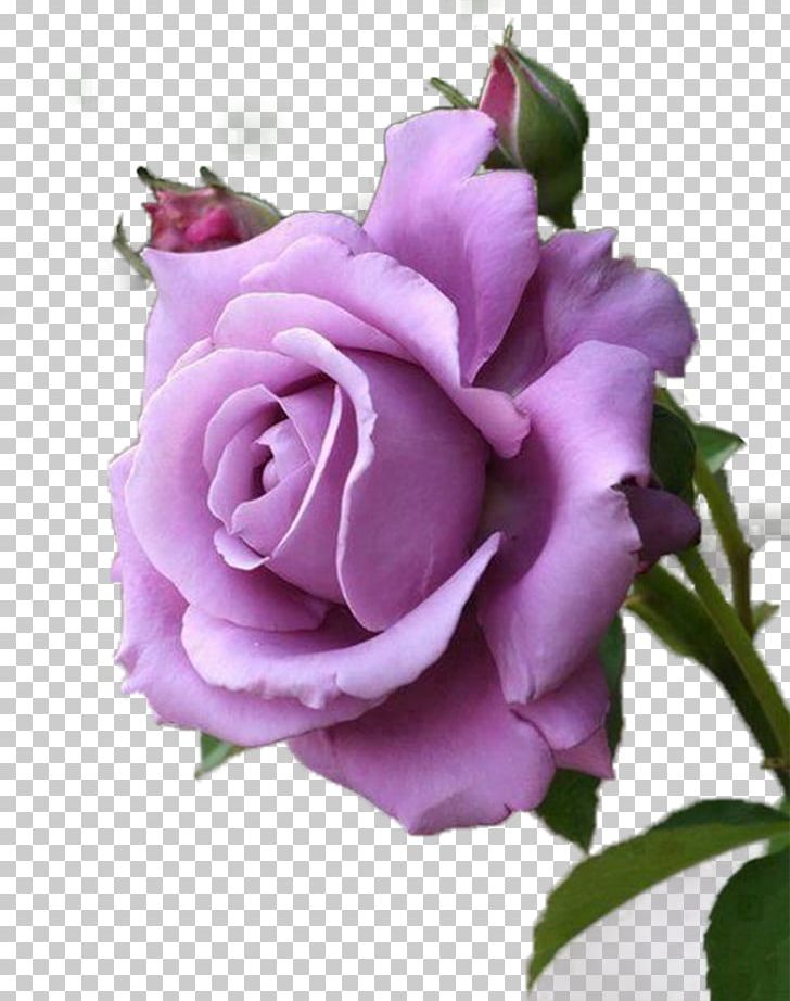 Rose Purple Lavender Flower Red PNG, Clipart, Barbed, Blue, Color, Floribunda, Floristry Free PNG Download
