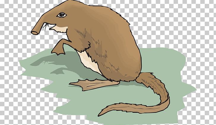 Shrew Drawing PNG, Clipart, Amphibian, Beak, Beaver, Carnivoran, Computer Icons Free PNG Download