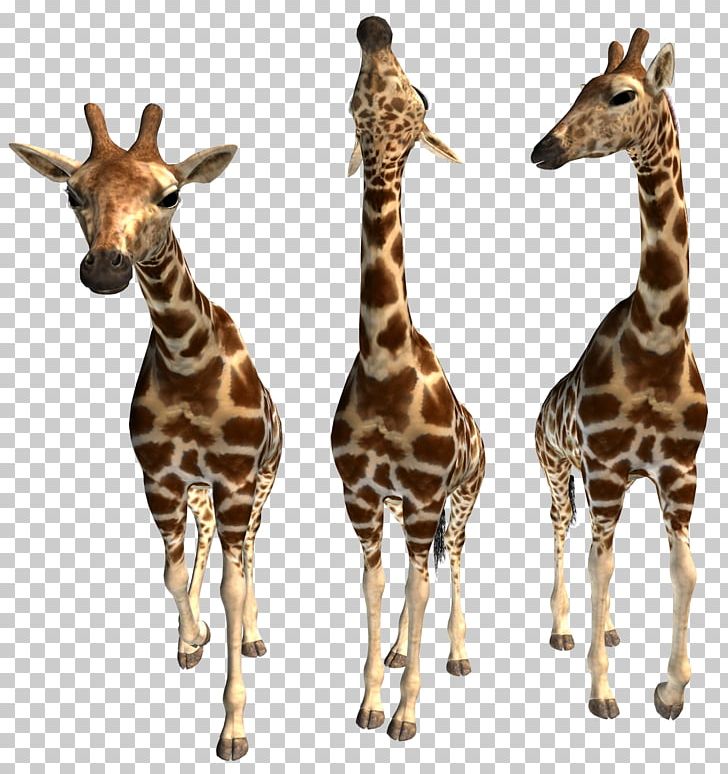Northern Giraffe Okapi Animal PNG, Clipart, Animal, Data Compression, Editing, Fauna, Giraffe Free PNG Download