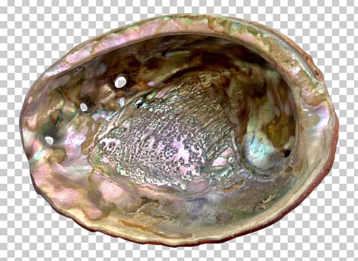 Clam Abalone PNG, Clipart, Abalone, Animal Source Foods, Bef, Clam, Clams Oysters Mussels And Scallops Free PNG Download