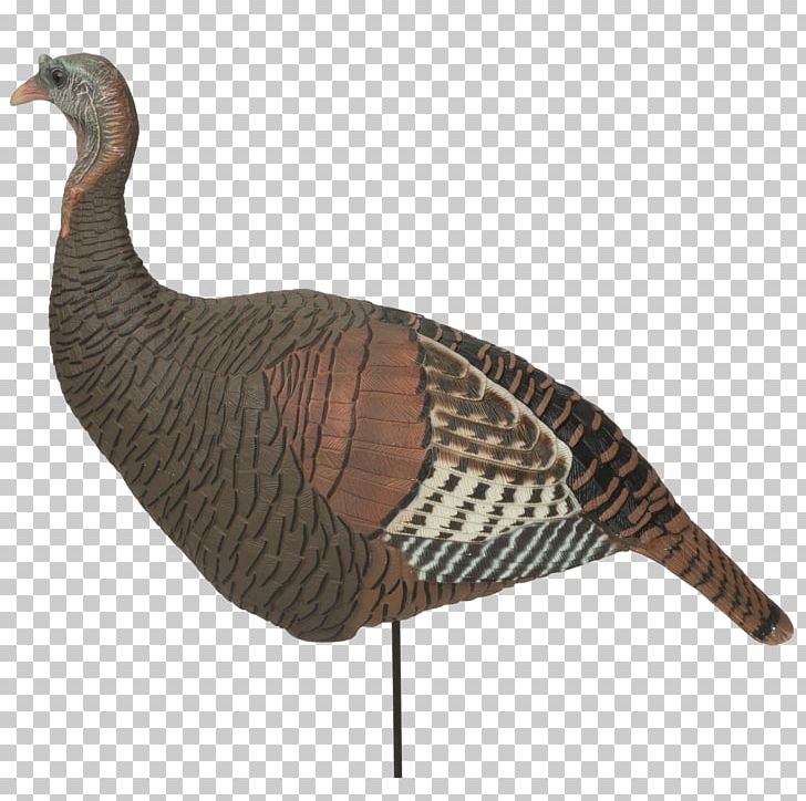 Decoy Duck Domesticated Turkey Turkey Hunting Chicken PNG, Clipart, Animals, Beak, Bird, Bird Ringing, Bluewinged Teal Free PNG Download
