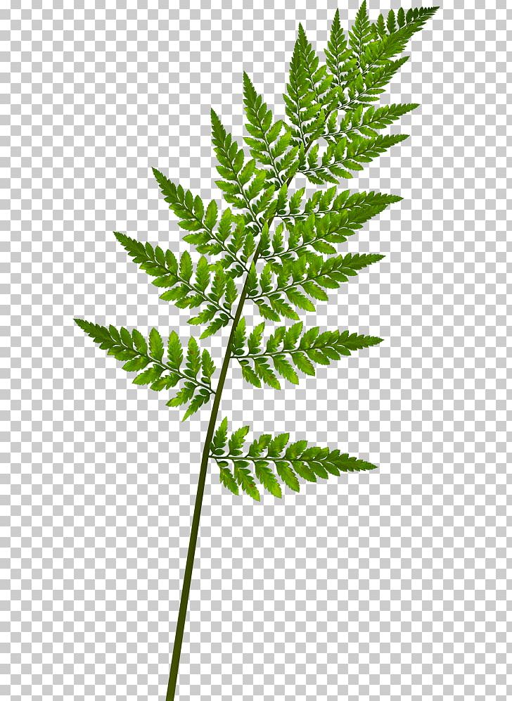 Fern Burknar Leaf Vascular Plant PNG, Clipart, Burknar, Diablo, Dots Per Inch, Download, Equisetum Free PNG Download