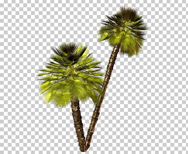 Asian Palmyra Palm Coconut Date Palm Arecaceae Borassus PNG, Clipart, Ad 1, Arecaceae, Arecales, Asian Palmyra Palm, B 12 Free PNG Download