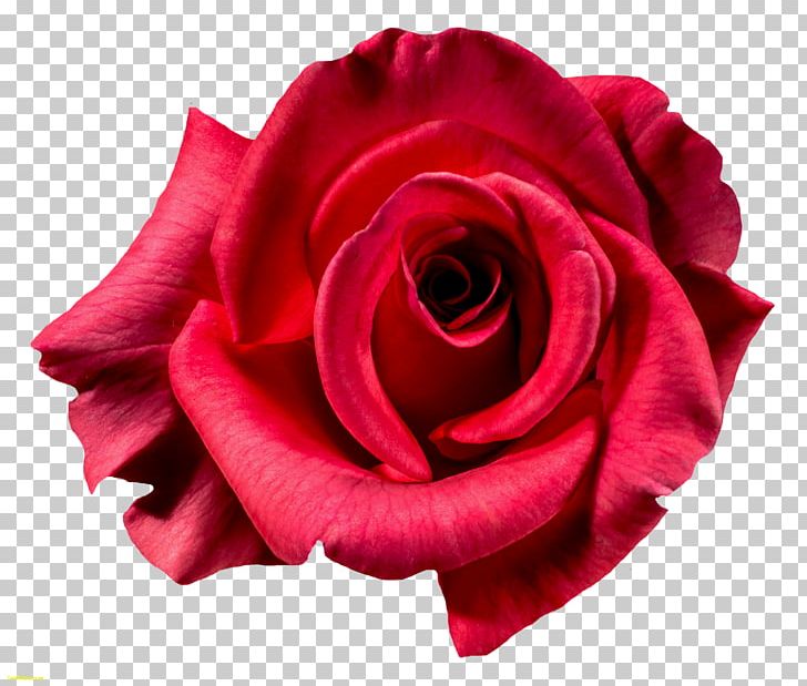 Centifolia Roses Garden Roses Flower PNG, Clipart, Centifolia Roses, China Rose, Closeup, Cut Flowers, Desktop Wallpaper Free PNG Download