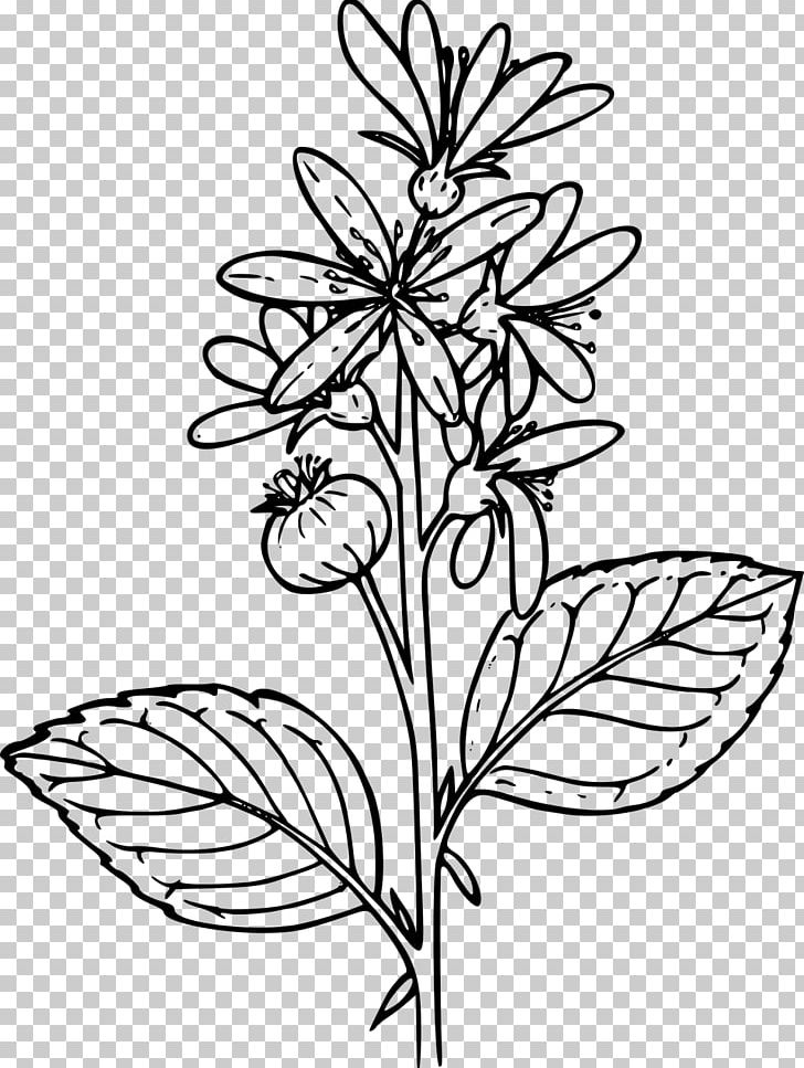 Drawing Wildflower Plant PNG, Clipart, Amal, Artwork, Black And White, Botanical Illustration, Branch Free PNG Download