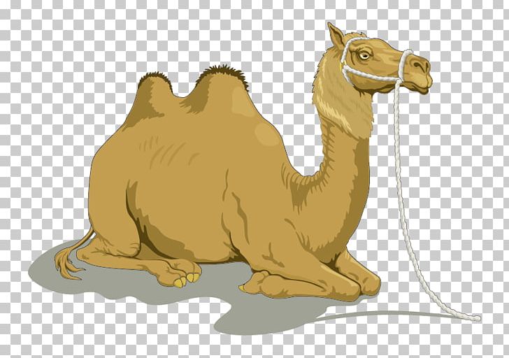 Dromedary Bactrian Camel PNG, Clipart, Animals, Arabian Camel, Brown, Camel, Camel Cartoon Free PNG Download