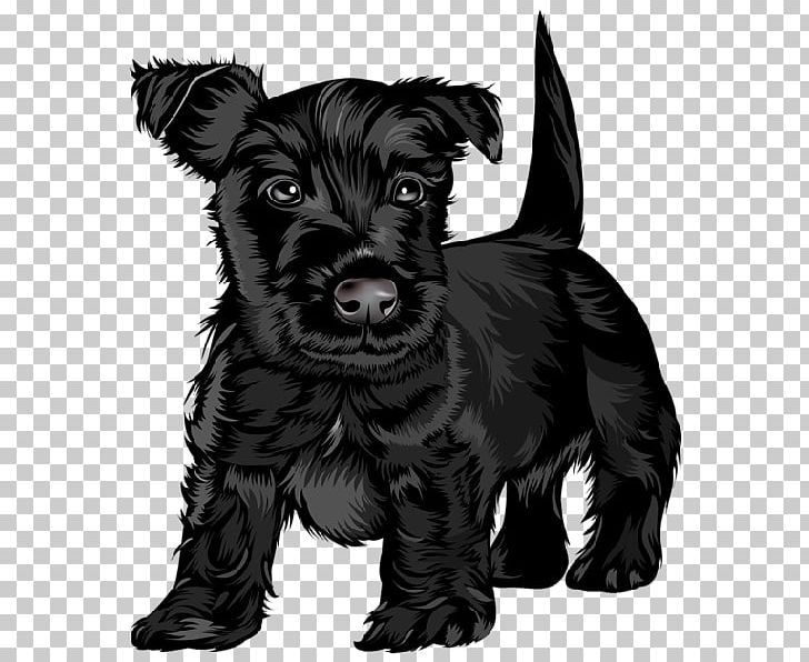 Scottish Terrier Black Russian Terrier Puppy Jack Russell Terrier Cavalier King Charles Spaniel PNG, Clipart, Animals, Black And White, Cairn Terrier, Carnivoran, Cesky Terrier Free PNG Download