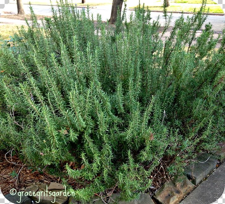 Shrubland Tree Herb Rosemary PNG, Clipart, Biome, Evergreen, Groundcover, Herb, Nature Free PNG Download