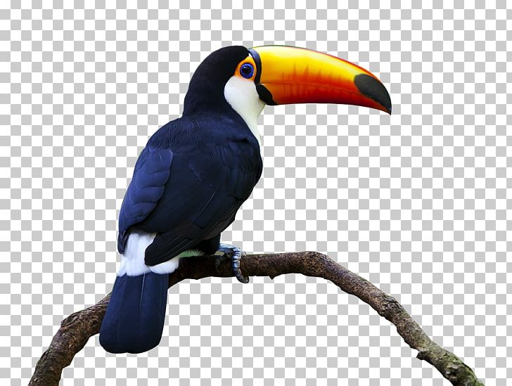 Bird Keel-billed Toucan Parrot Beak Piciformes PNG, Clipart, Animal, Animals, Beak, Bird, Eidechse Free PNG Download