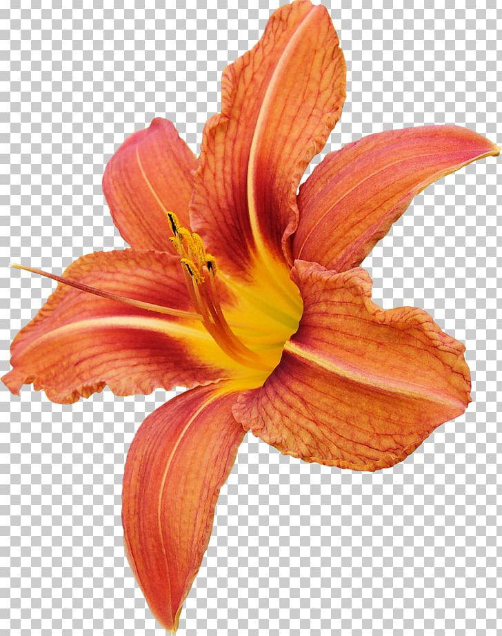 Cut Flowers Orange Lilium PNG, Clipart, Amaryllis, Amaryllis Belladonna, Color, Cut Flowers, Daylily Free PNG Download