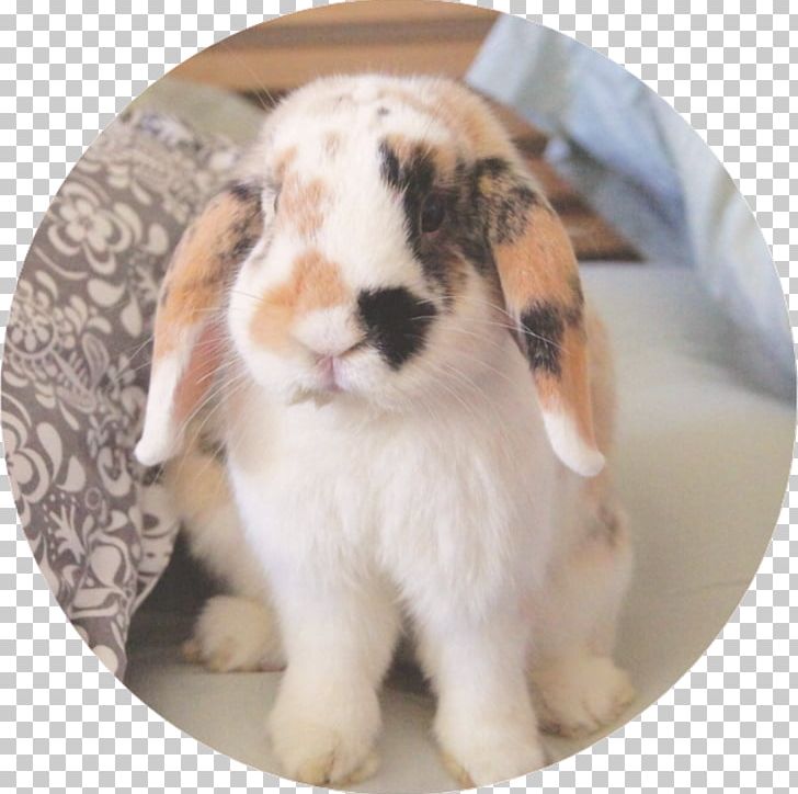 Domestic Rabbit PNG, Clipart, Domestic Rabbit, Holland Lop, Others, Rabbit, Rabits And Hares Free PNG Download