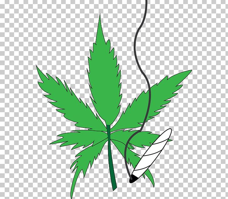 Medical Cannabis Kush Leaf PNG, Clipart, Cannabis, Cannabis Shop, Drug, Drug Enforcement Administration, Flowering Plant Free PNG Download