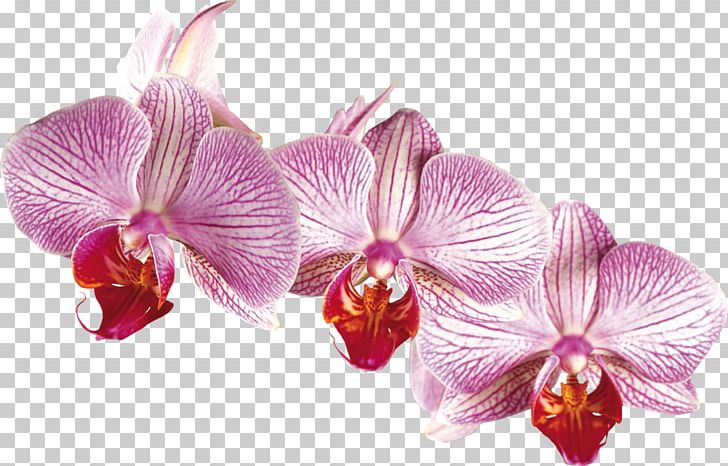 Orchids Irises Desktop Flower PNG, Clipart, Art, Cattleya, Computer Icons, Desktop Wallpaper, Download Free PNG Download