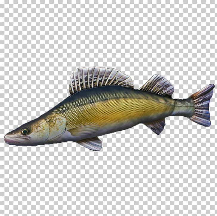 Pillow Common Carp Cushion Bony Fishes PNG, Clipart,  Free PNG Download