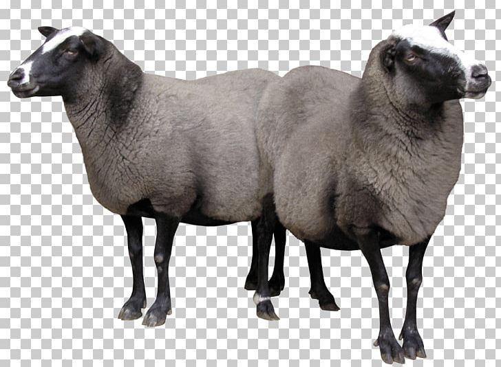 Sheep Goat PNG, Clipart, Animals, Clipart, Cow Goat Family, Goat, Goat Antelope Free PNG Download