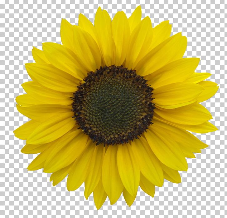 Transvaal Daisy Cut Flowers Fuchsia Common Sunflower PNG, Clipart, Chrysanthemum, Color, Common Sunflower, Cut Flowers, Daisy Family Free PNG Download