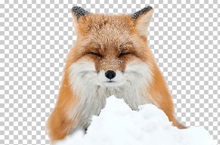 Arctic Fox Red Fox Winter PNG, Clipart, Animal, Animals, Arctic, Arctic Circle, Arctic Fox Free PNG Download
