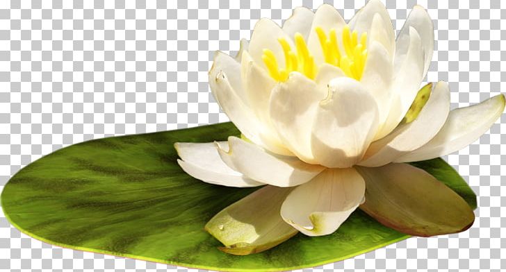 Water Lily Flower PNG, Clipart, Digital Image, Floristry, Flower, Flowering Plant, Leaf Free PNG Download