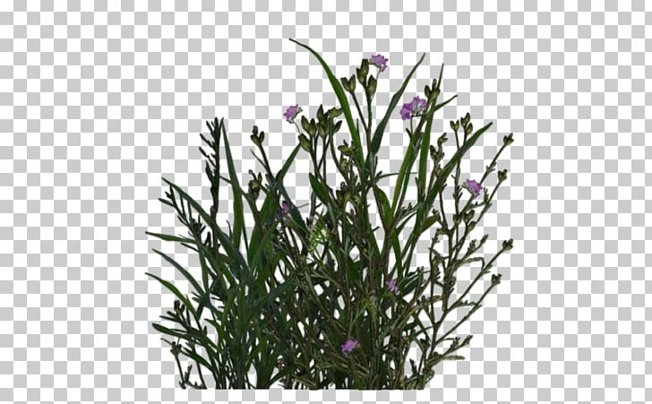 Plant Flower Fern Tree PNG, Clipart, Branch, Cut Flowers, Deviantart, Fern, Flora Free PNG Download