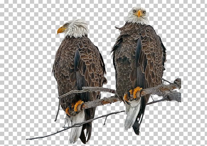 Bald Eagle Bird Of Prey Golden Eagle PNG, Clipart, Accipitriformes, Animal, Animals, Bald Eagle, Beak Free PNG Download