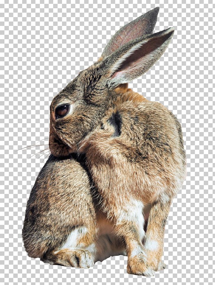 Leporids Domestic Rabbit PNG, Clipart, Animal, Animals, Bunny, Bunny Rabbit, Domestic Rabbit Free PNG Download