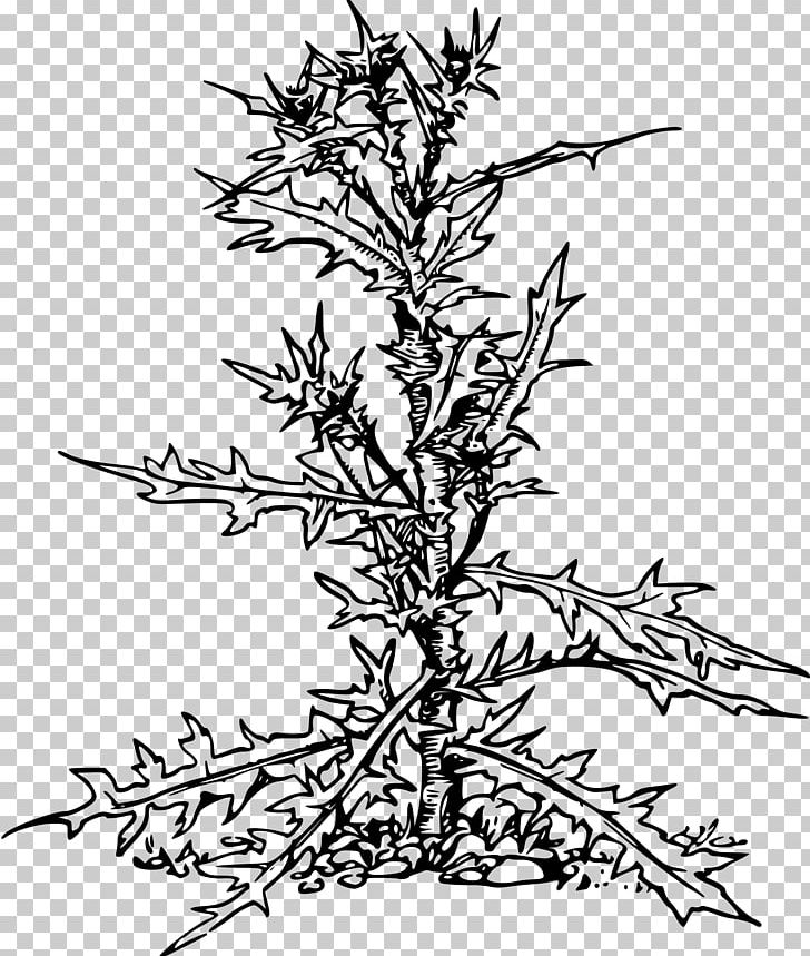 Thistle Computer Icons PNG, Clipart, Black And White, Branch, Cirsium Vulgare, Clip Art, Computer Icons Free PNG Download