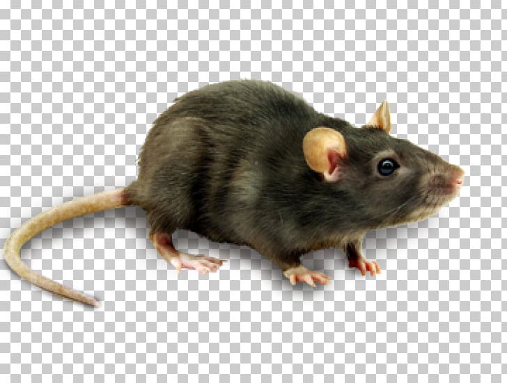 Computer Mouse Rodent PNG, Clipart, Animals, Black Rat, Computer Icons, Computer Mouse, Dormouse Free PNG Download