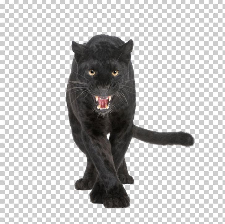 Leopard Black Panther Jaguar Cougar Lion PNG, Clipart, Big Cats, Black Cat, Black Panther, Canvas Print, Carnivoran Free PNG Download