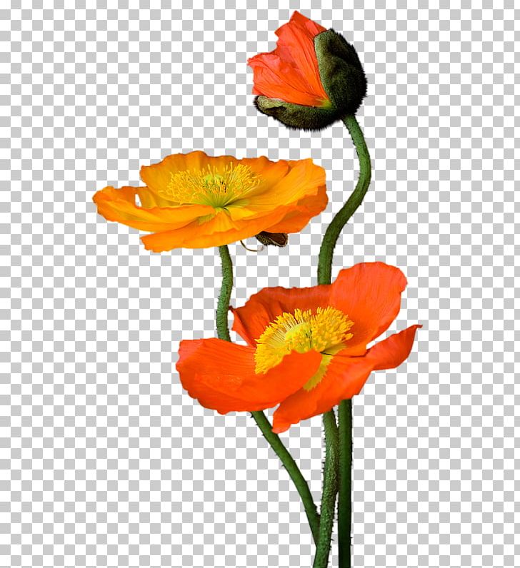 Painting Blog Common Poppy PNG, Clipart, Art, Blog, Centerblog, Cicek, Cicek Resimleri Free PNG Download
