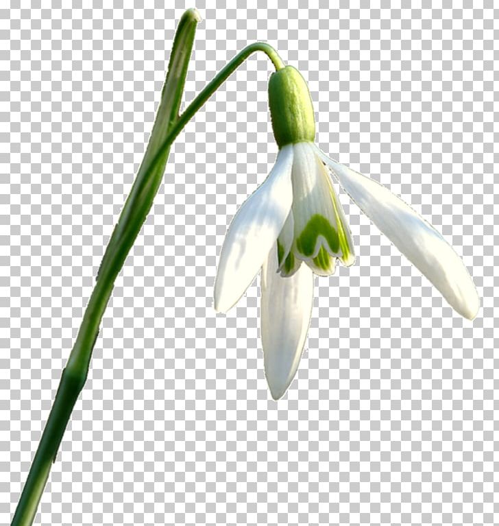 Snowdrop Flower PNG, Clipart, Adobe Flash, Amaryllis Family, Blog, Computer Icons, Data Free PNG Download
