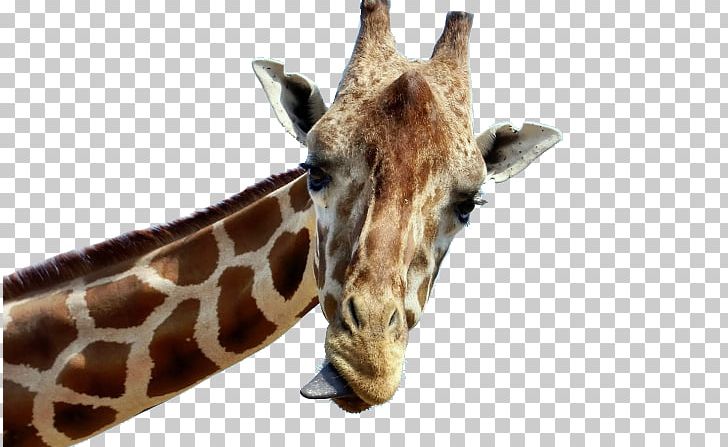 Baby Giraffes Tongue Desktop Animal PNG, Clipart, 1080p, Animal, Baby Giraffes, Desktop Wallpaper, Fauna Free PNG Download