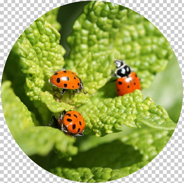 Beetle Garden Centre Ladybird Plant PNG, Clipart, Animals, Beetle, Beneficial Insects, Garden, Garden Centre Free PNG Download