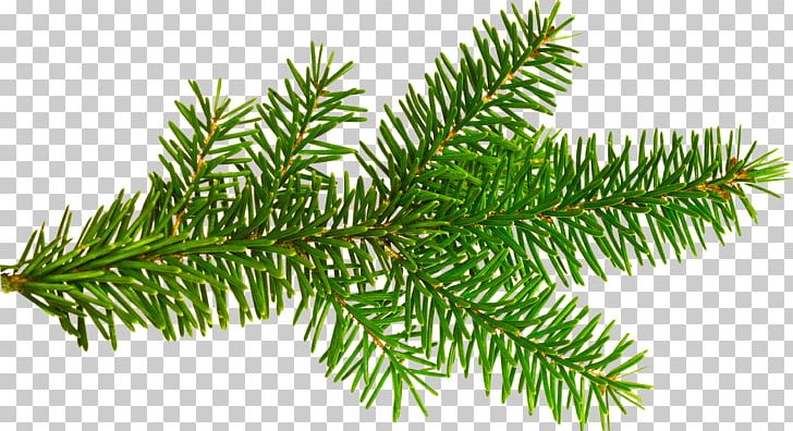 Christmas Tree Christmas Ornament New Year PNG, Clipart, Biome, Branch, Christmas, Christmas Decoration, Christmas Lights Free PNG Download